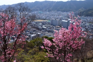 岡山市中区国府市場の土地最新販売事例と生活情報